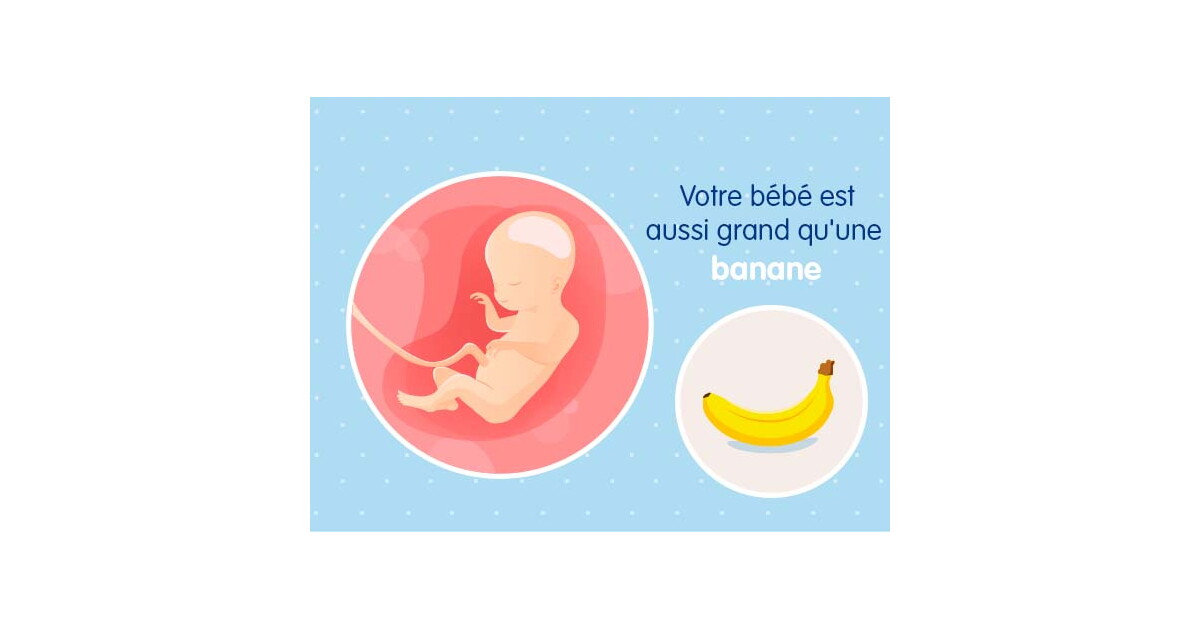 20 me semaine de grossesse 22 SA Nestl B b